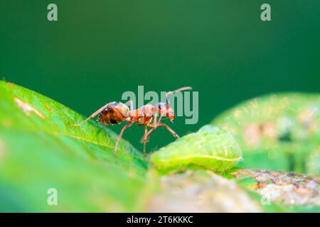 Mercerisierte Waldameisen und grüne Wurm in freier Wildbahn Stockfoto