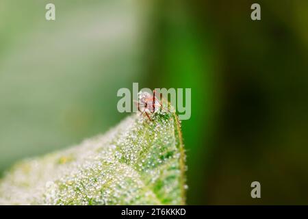 Eine Art Ameisen namens mercerisierte Waldameisen Stockfoto