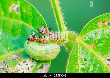 Mercerisierte Waldameisen und grüne Wurm in freier Wildbahn Stockfoto