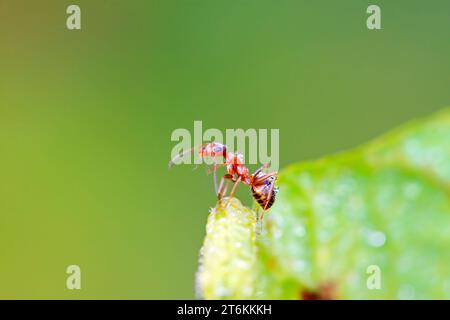 Eine Art Ameisen namens mercerisierte Waldameisen Stockfoto