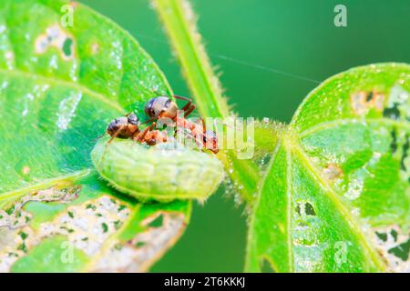 Mercerisierte Waldameisen und grüne Wurm in freier Wildbahn Stockfoto