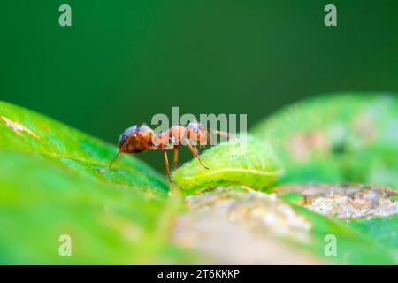 Mercerisierte Waldameisen und grüne Wurm in freier Wildbahn Stockfoto