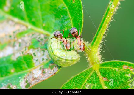 Mercerisierte Waldameisen und grüne Wurm in freier Wildbahn Stockfoto