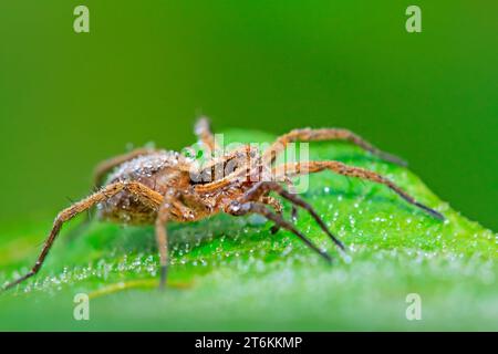 Wolfsspinne auf grünem Blatt in der Wildnis Stockfoto