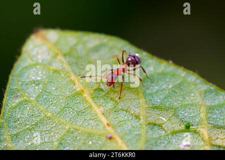 Eine Art Ameisen namens mercerisierte Waldameisen Stockfoto