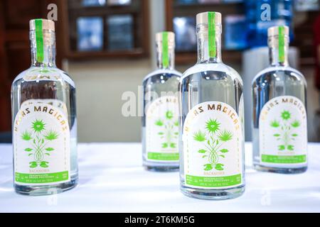 Bacanora destilliert aus Agave aus dem Bundesstaat Sonora, Mexiko. Es wird aus dem Kochen, Fermentieren und Destillieren von Agave wie Tequila, Mezcal, Sotol und Ricilla hergestellt; diese vier alkoholischen Getränke sind durch Ursprungsbezeichnungen geschützt. ... (Foto: Luis Gutierrez/Norte Photo) Bacanora destilado de Agve originario del estado de Sonora, Mexiko. SE elabora a partir del cocimiento, fermentación y destilación de Agve, al igual que el tequila, mezcal, sotol y raicilla; Estas cuatro bebidas alcohólicas están protegidas por denominaciones de origen. (Foto: Luis Gutierrez/ Stockfoto