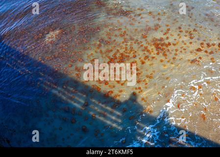 Unzählige Quallen an den Ufern von Monterey Bay, Kalifornien, 2017 Stockfoto