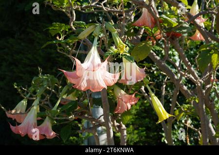 Engelstrompete oder Brugmansia blüht im Herbst in Glyfada, Griechenland Stockfoto