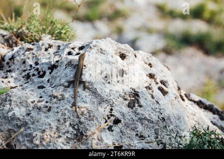 Eidechse auf Felsen Insekten Natur auf einer Reise Stockfoto