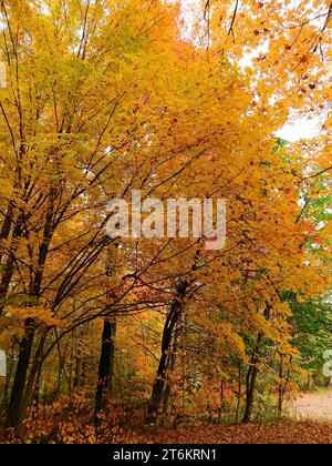 Buntes Herbstlaub in einem Ahornhain entlang einer Landstraße in der Nähe von gettysburg, pennsylvania Stockfoto