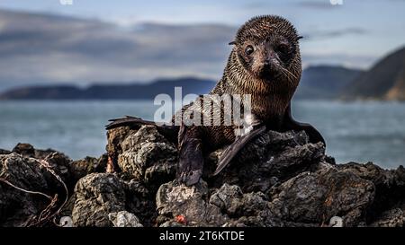 New Zealand Seebär Stockfoto