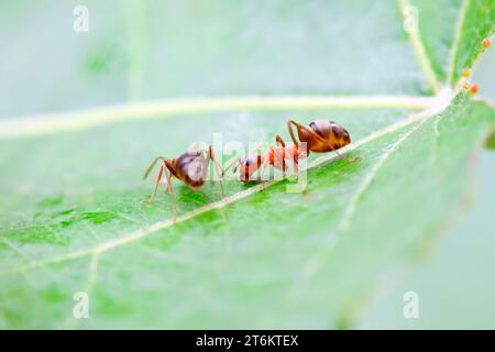 Eine Art Ameisen namens mercerisierte Waldameisen Stockfoto