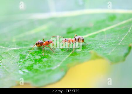 Eine Art Ameisen namens mercerisierte Waldameisen Stockfoto