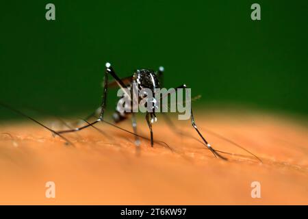 aedes-Mücken saugen Blut, Nahaufnahme des Fotos Stockfoto