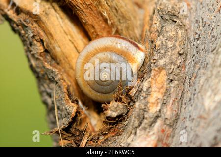 Nahaufnahme der Schnecke auf grüner Pflanze in freier Wildbahn Stockfoto