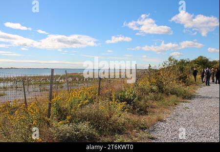 PRODUKTION - 16. Oktober 2023, USA, New York: Die „lebende Küste“ im Jamaica Bay Wildlife Refuge. Das Jamaica Bay Wildlife Refuge ist zusammen mit mehreren anderen Gebieten in der New Yorker Metropolregion Teil der Gateway National Recreation Area, die vor etwa 50 Jahren gegründet wurde. (Zu dpa 'Jamaica Bay: Fighting the Climate Crisis on New Yorks Skyline') Foto: Christina Horsten/dpa Stockfoto