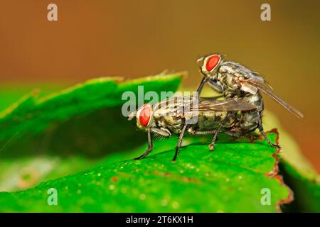 Zwei muscidae-Insekten paaren sich auf dem grünen Blatt in freier Wildbahn Stockfoto