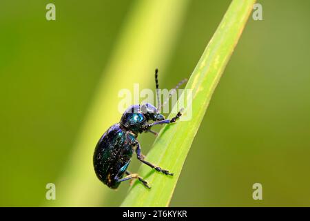 Eine Art Insekten namens Käfer, auf grünem Blatt in der Wildnis, nordchina Stockfoto