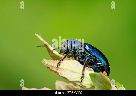 Eine Art Insekten namens Käfer, auf grünem Blatt in der Wildnis, nordchina Stockfoto