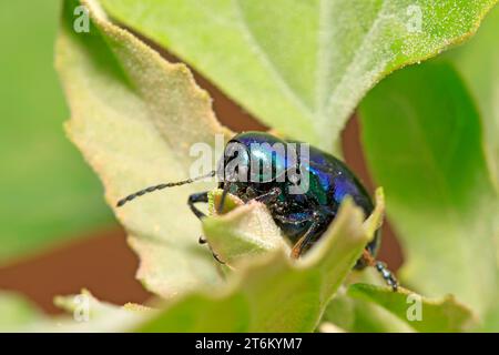 Eine Art Insekten namens Käfer, auf grünem Blatt in der Wildnis, nordchina Stockfoto