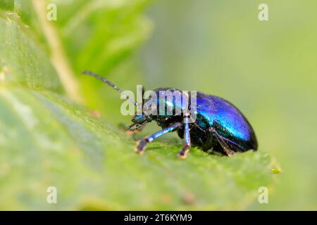 Eine Art Insekten namens Käfer, auf grünem Blatt in der Wildnis, nordchina Stockfoto