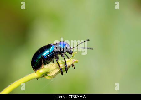 Eine Art Insekten namens Käfer, auf grünem Blatt in der Wildnis, nordchina Stockfoto