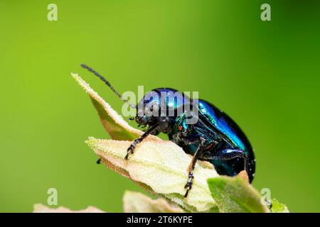 Eine Art Insekten namens Käfer, auf grünem Blatt in der Wildnis, nordchina Stockfoto