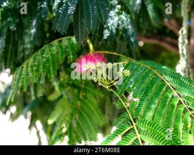 Seidenblüte im Schlosspark Schönbrunn in Wien, Österreich Stockfoto