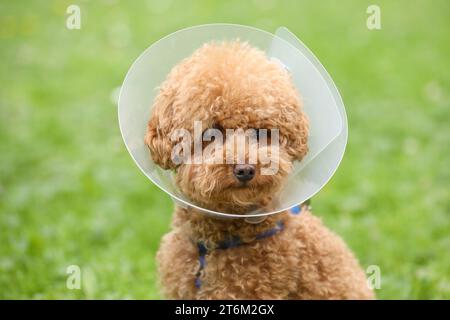 Süßer Maltipoo-Hund mit elisabethanischem Kragen draußen, Nahaufnahme Stockfoto