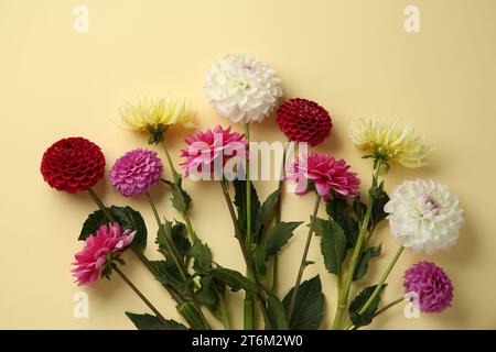 Schöne Dahlienblüten auf blassgelbem Hintergrund, flach gelegen Stockfoto