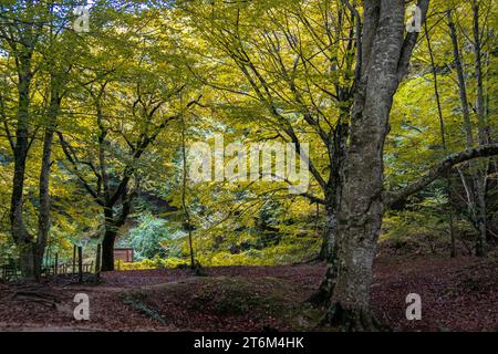 Route durch die Quelle von Urederra. Navarra. Spanien. Stockfoto