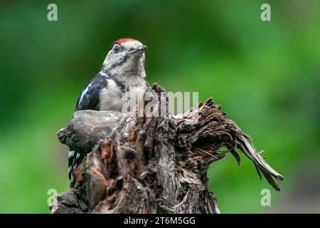 Großer Specht Dendrocopos Major, männlich von diesem großen Vogel, der auf Baumstumpf sitzt, grüner diffuser Hintergrund, Stockfoto