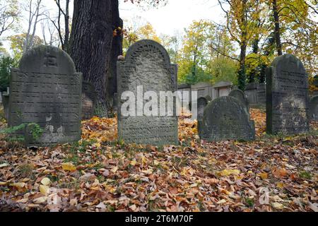 9. November 2023, Brandenburg, Potsdam: Grabsteine auf Potsdams jüdischem Friedhof, im Zentrum steht der Stein eines der Vorfahren des irisch-deutschen Geigers Daniel Hope. Foto: Soeren Stache/dpa Stockfoto