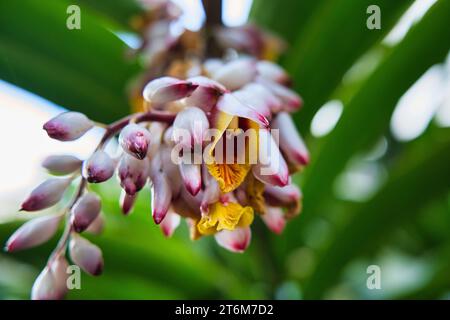 Nahaufnahme der Shell Ingwerblume im Gewürzgarten, Mahe, Seychellen Stockfoto