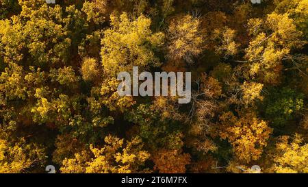 Blick Aus Der Luft Auf Den Oak Forest. Erhöhter Blick Auf Die Waldlandschaft Während Sonnenuntergang Am Herbstabend. Ruhiger Flug Über Herbstmischwald Während Stockfoto