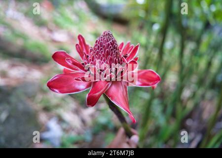 Nahaufnahme der Fackel-Ingwerblume im Gewürzgarten, Mahe, Seychellen Stockfoto