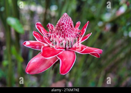 Nahaufnahme der Fackel-Ingwerblume im Gewürzgarten, Mahe, Seychellen Stockfoto