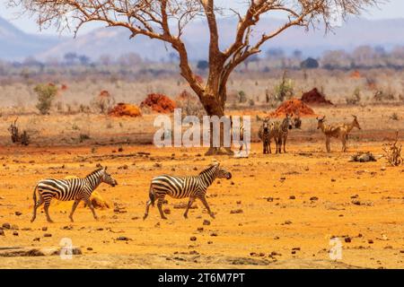 Zebras laufen vor einem Baum Stockfoto