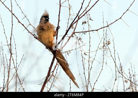 Gesprenkelter Mauseugling (Colius striatus) aus dem Krüger NP, Südafrika. Stockfoto