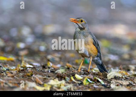 Kurrichane-Soor (Turdus libonyana) aus Punda Maria, Südafrika. Stockfoto