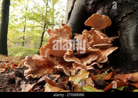 Natürliche Nahaufnahme des Riesenpolyporenpilzes, Meripilus giganteus im Wald Stockfoto