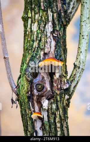 Lamellare Pilze, die auf Baummoosstämmen wachsen, Nahaufnahme mit verschwommenem Hintergrund Stockfoto