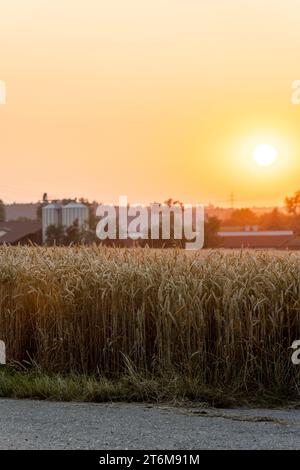 Sonnenuntergang über Weizenfeld mit verschwommenem Hof im Hintergrund Stockfoto