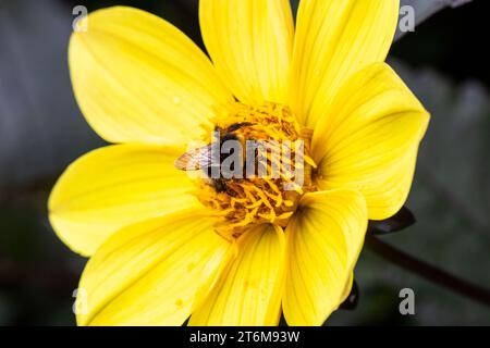 Hummel bedeckt mit Pollen, die auf gelber Dahlienblume sitzt Stockfoto