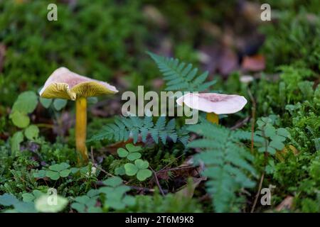 Zwei Lamellenpilze auf moosigem Waldboden mit Klee und Farn Stockfoto