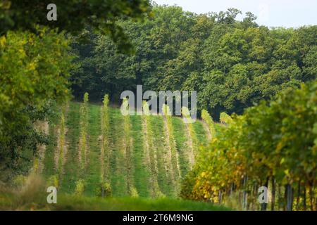 Weinberg in der Landschaft von Tschechien, Südmähren. Pálava Region in der Nähe der Stadt Mikulov. Weinherstellung. Stockfoto