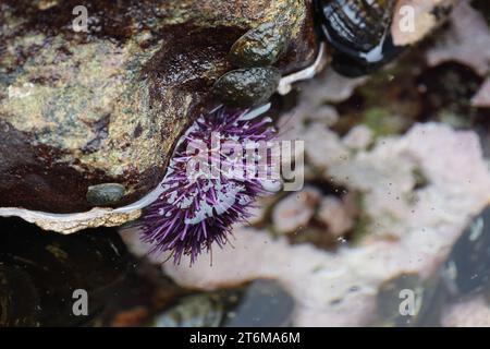 Botanical Beach Provincial Park Seeigel im Gezeitenbecken (Vancouver Island) Kanada Stockfoto