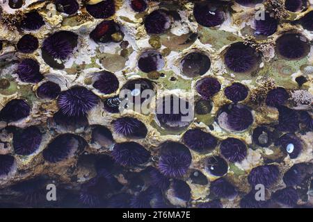 Botanical Beach Provincial Park Seeigel im Gezeitenbecken (Vancouver Island) Kanada Stockfoto