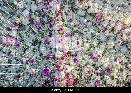 Blumenteppich aus weißen und violetten Blüten von Nelkenblüten, Rose, Gladiolen, Chrysanthemen und getrockneten Blüten. Stockfoto