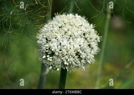 Nahaufnahme einer Zwiebelblume im Sommer Stockfoto